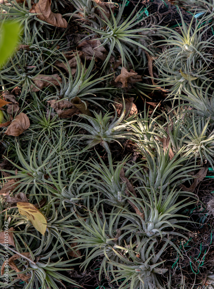 Obraz premium Beautiful gray green plants of Tillandsia or Air plant in the botanical garden. Flowering Plant, Selective focus.