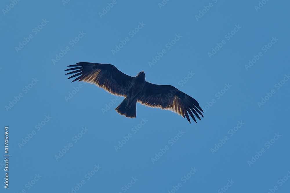 Obraz premium Spotted Eagle