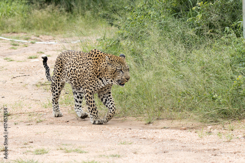 Kruger National Park  male leopard walking in road