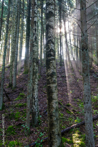 mystical summer forest with green grass and sun rays