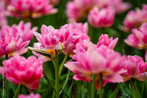Multicolor tulip isolated in garden