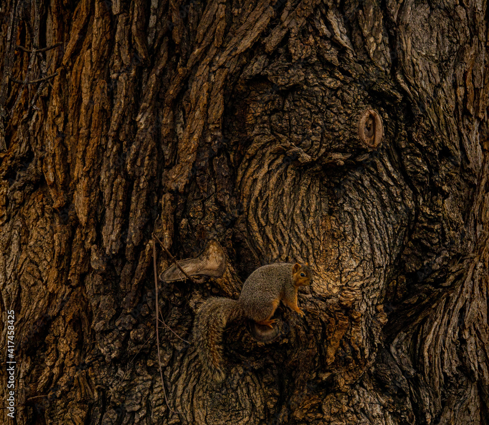 Grey squirrel climbing a large tree, but looking back for a moment.