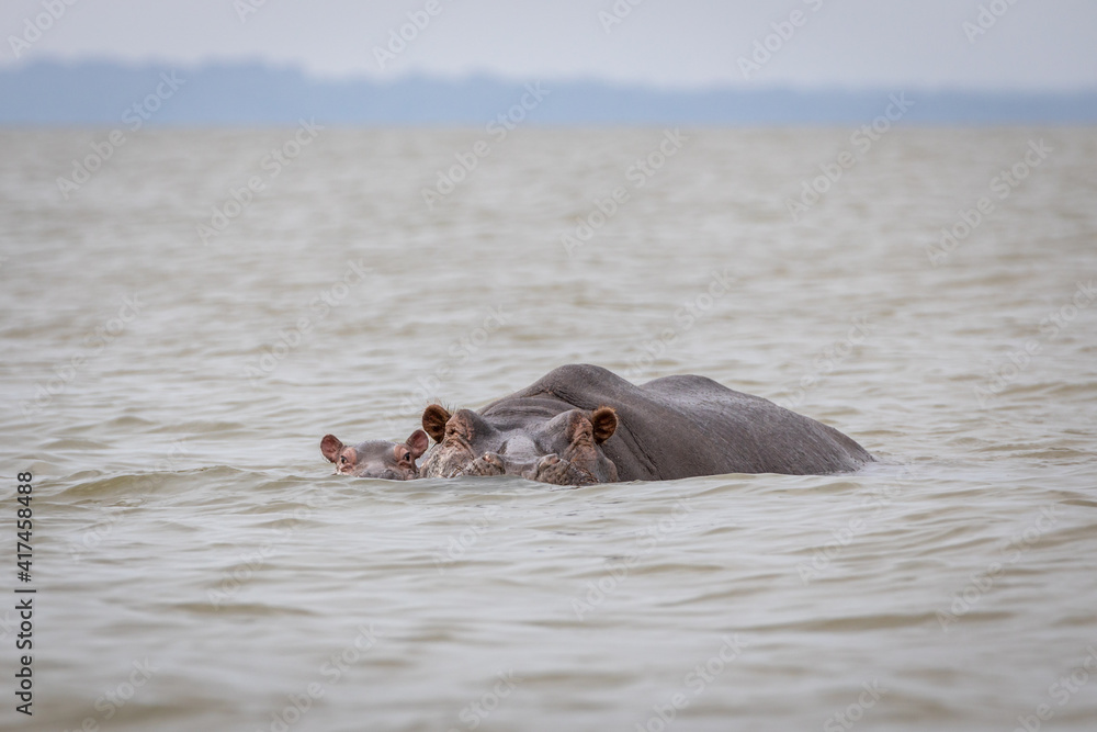 A mother hippo with her little calf swim, they have half their face in the water, in Lake Naivasha A mother hippo with her little calf swim, they have half their face in the water, in Lake Naivasha