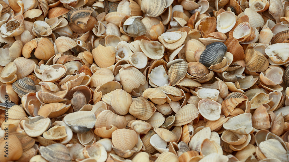 Seashells background close up, shallow depth of field