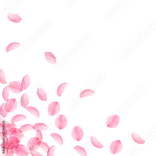 Sakura petals falling down. Romantic pink silky big flowers. Thick flying cherry petals. Scattered b
