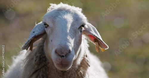 A beautiful adult sheep looking into the camera in slow motion