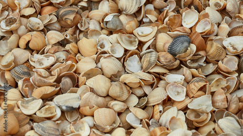 Seashells background close up, shallow depth of field