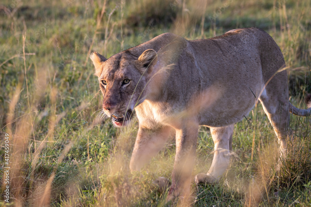 Lioness among the grass of the savannah walks slowly with fresh blood in her mouth Lioness among the grass of the savannah walks slowly with fresh blood in her mouth