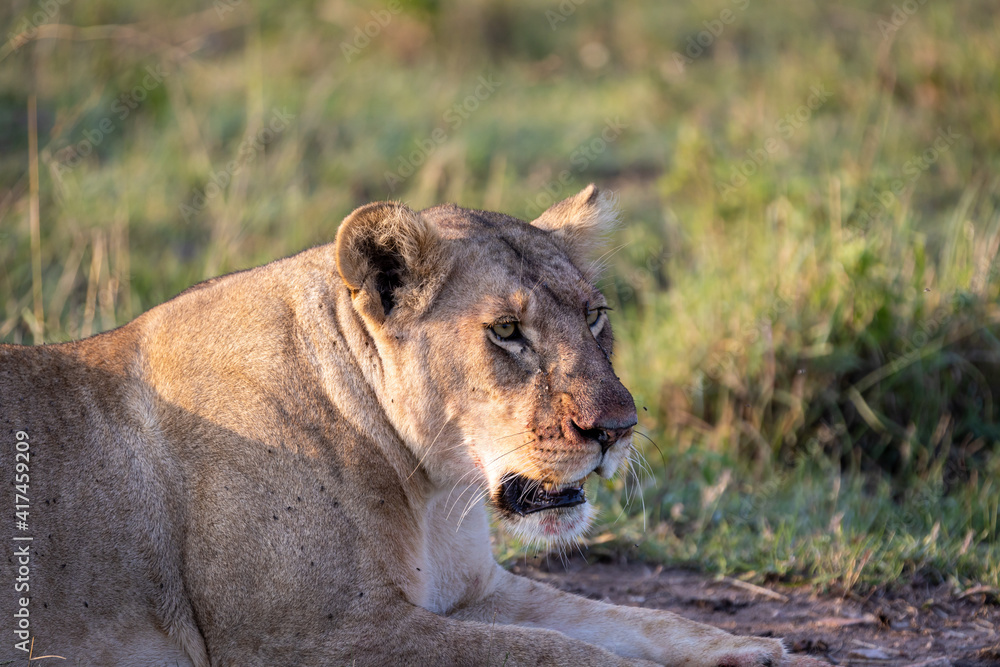 Obraz premium A seated lioness contemplates her prey after the fight, the evidence is on her face, traces of blood