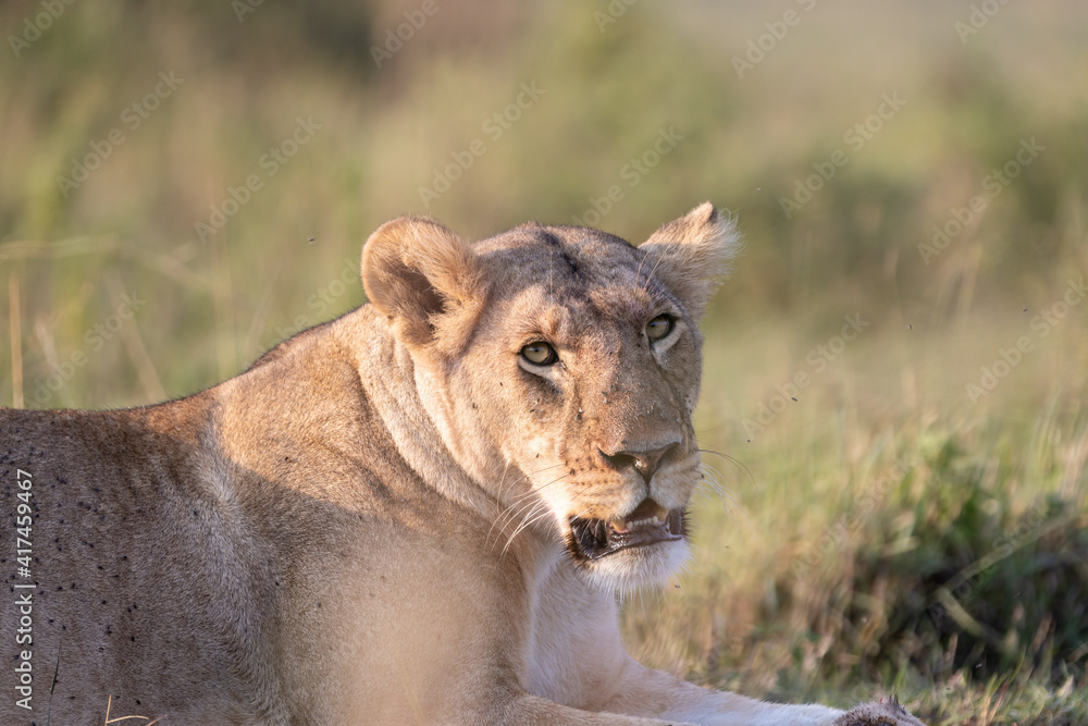 Look of a lioness that is camouflaged among the grass, while resting sitting in the African savannah Look of a lioness that is camouflaged among the grass, while resting sitting in the African savannah