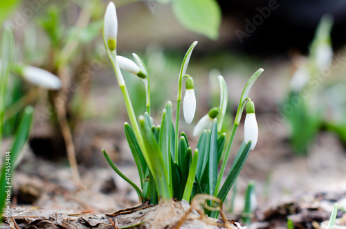 First spring flowers snowdrops bloom. Galanthus nivalis. Blooming white flowers in the forest