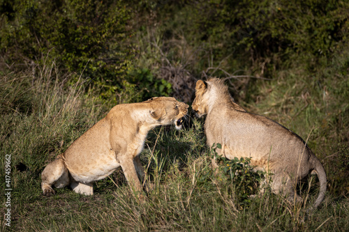 Two young lions play bite while resting in a herd among some bush of the savannah in the Maasai Mara
