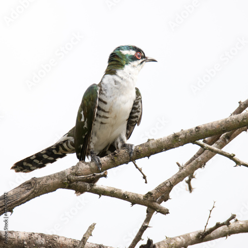 Kruger National Park  Diderick cuckoo