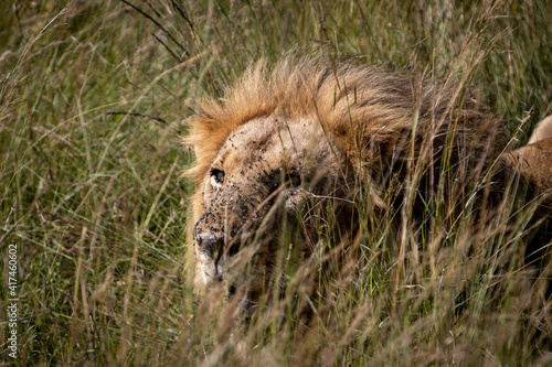 Hidden look of the lion with the face with flies  sitting behind the grass in the savannah