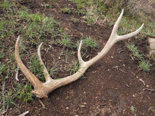 shed antler of American elk lying on ground