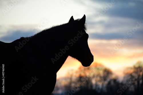 Silhouette eines Pferdekopfes