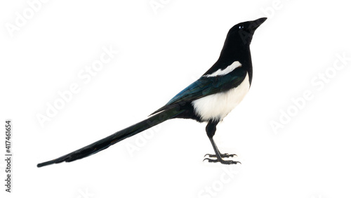 Photography European magpie (Pica pica) is widely distributed