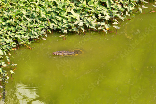 Asian water monitor, kabaragoya (Varanus salvator komaini - more dark) is swimming in the lake. Thailand photo