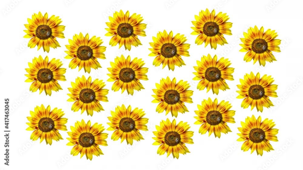 Bright yellow sunflowers rotating on white background. Alpha channel, seamless loop. Bright yellow sunflowers rotating on white background. Alpha channel, seamless loop.