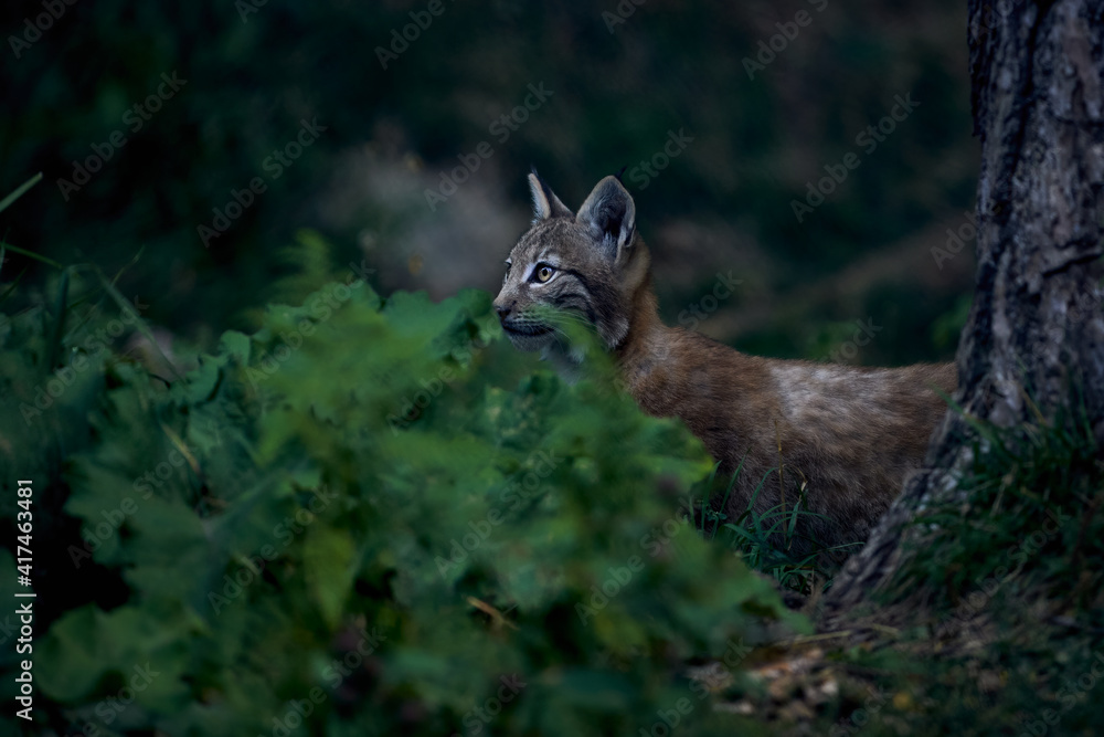 Iberian lynx peeking in the undergrowth Iberian lynx peeking in the undergrowth