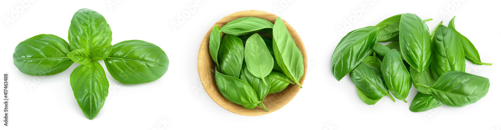 Fresh basil leaf isolated on white background with clipping path and full depth of field. Top view. Flat lay, Set or collection Fresh basil leaf isolated on white background with clipping path and full depth of field. Top view. Flat lay, Set or collection