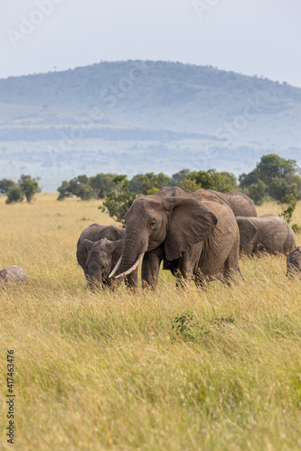 A mother elephants accompanies her calves as they eat grass in the Maasai Mara © Amparo Garcia