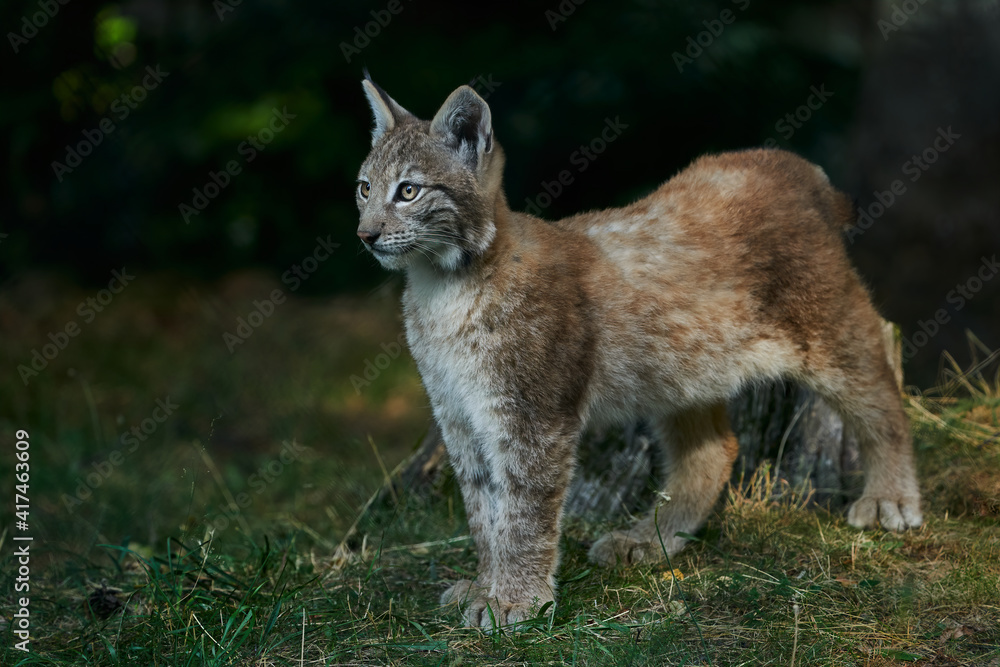 Fototapeta premium Beautiful Iberian lynx