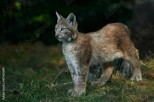Beautiful Iberian lynx