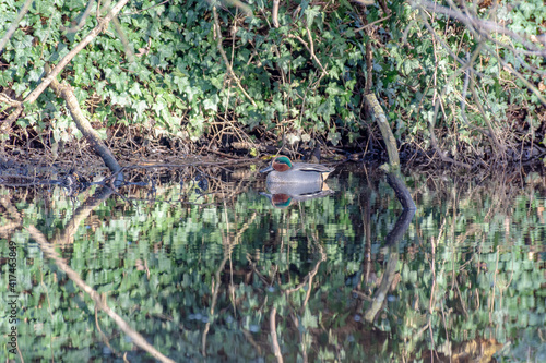 One of the smallest river ducks teal-whistle   Anas crecca   swims in a narrow reservoir. Den Haag. Netherlands