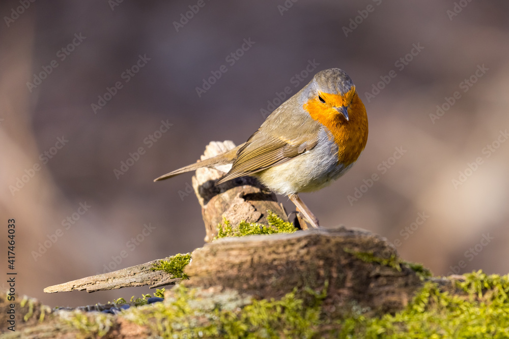 Erithacus rubecula. European robin sitting on the wooden stump in the forest. Wildlife Erithacus rubecula. European robin sitting on the wooden stump in the forest. Wildlife