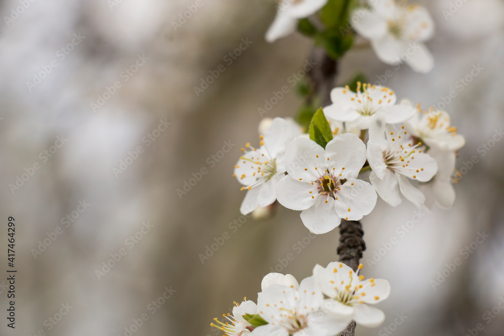 Fototapeta premium Spring flowers apple tree in the garden, white flowers. Early flowers of the orchard on the farm.