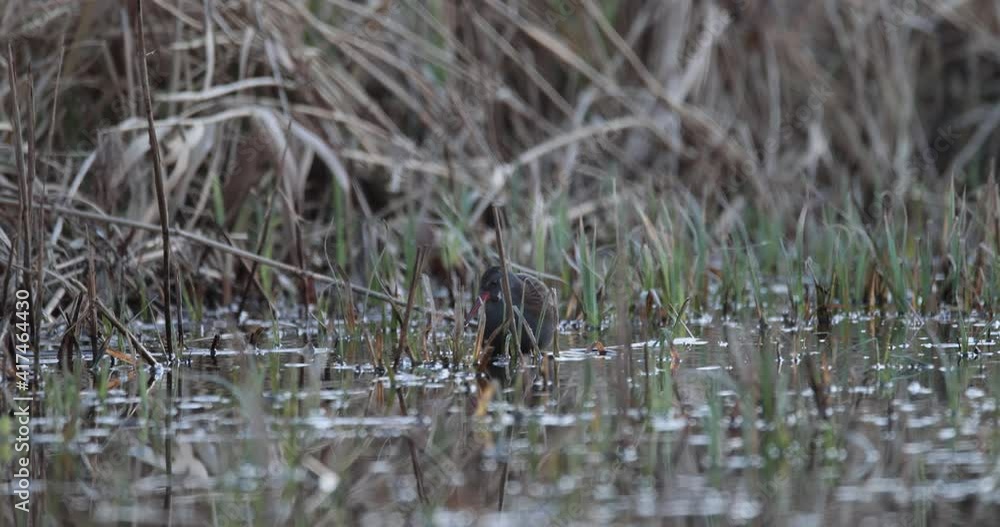 râle d'eau (Rallus aquaticus) cherchant de la nourriture dans un marais en fin de journée et arrivée d'un second individu râle d'eau (Rallus aquaticus) cherchant de la nourriture dans un marais en fin de journée et arrivée d'un second individu
