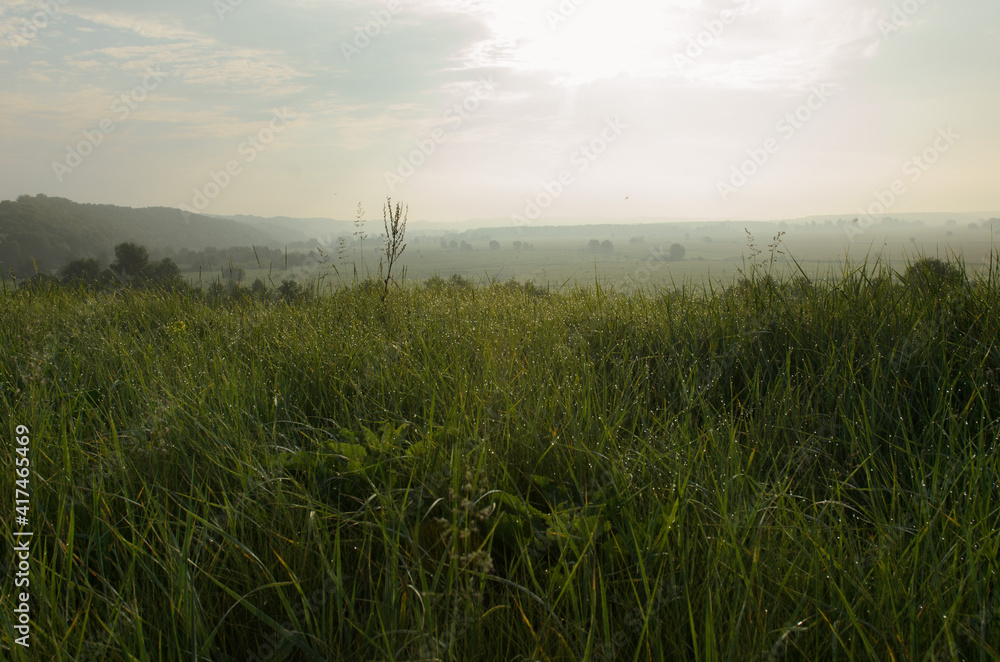 wheat field in the morning wheat field in the morning