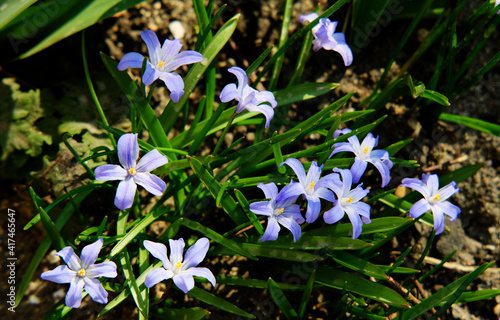 Chionodox flowers