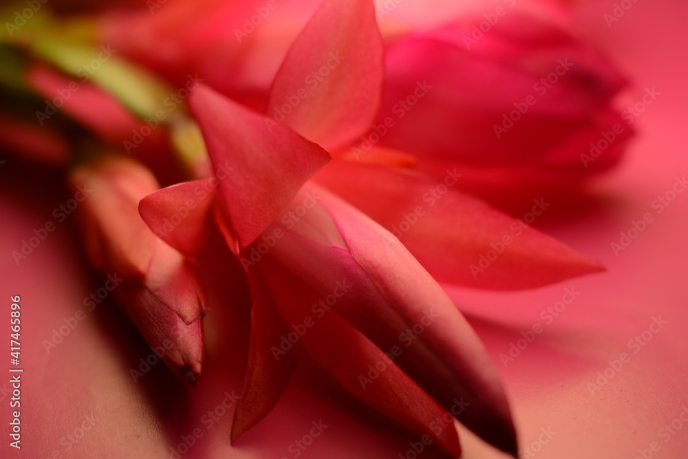 Pink buds of сhristmas cactus (schlumbergera) on a pink background close-up Pink buds of сhristmas cactus (schlumbergera) on a pink background close-up