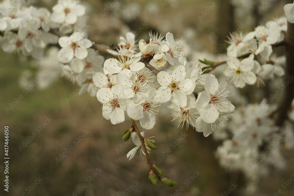 Blooming branch of cherry on a blurred background in spring.
Blooming branch of cherry on a blurred background in spring.