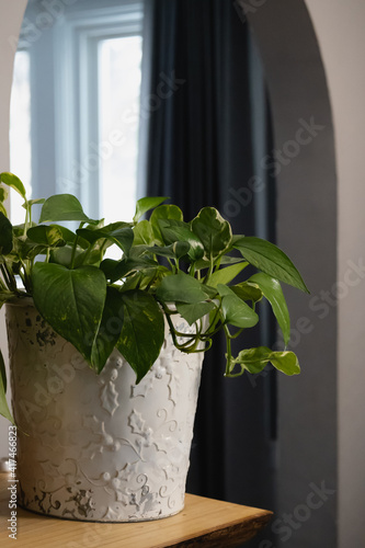 potted houseplant in rustic bucket