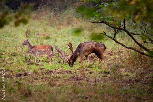 Beautiful fallow deer male  dama dama  in autumn forest.