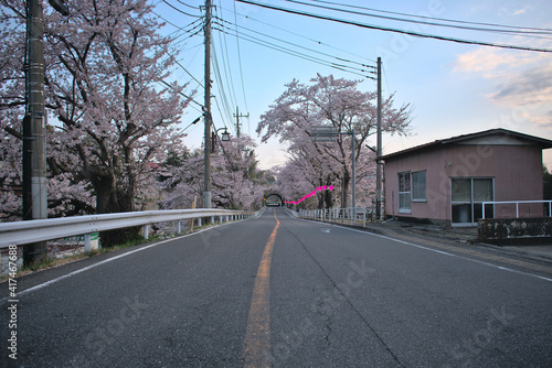 Japan road to a tunnel full of cherry trees on the sides