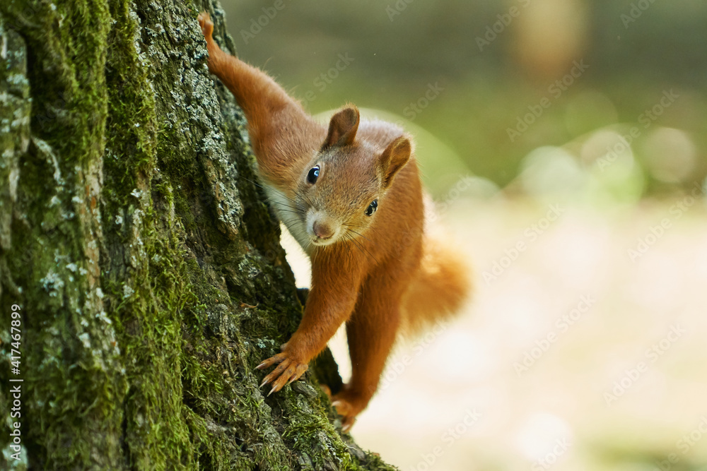 Curious squirrel in the tree Curious squirrel in the tree