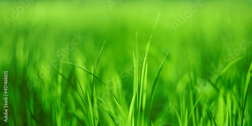 Green grass natural background, texture. Soft selective focus, blurred background
