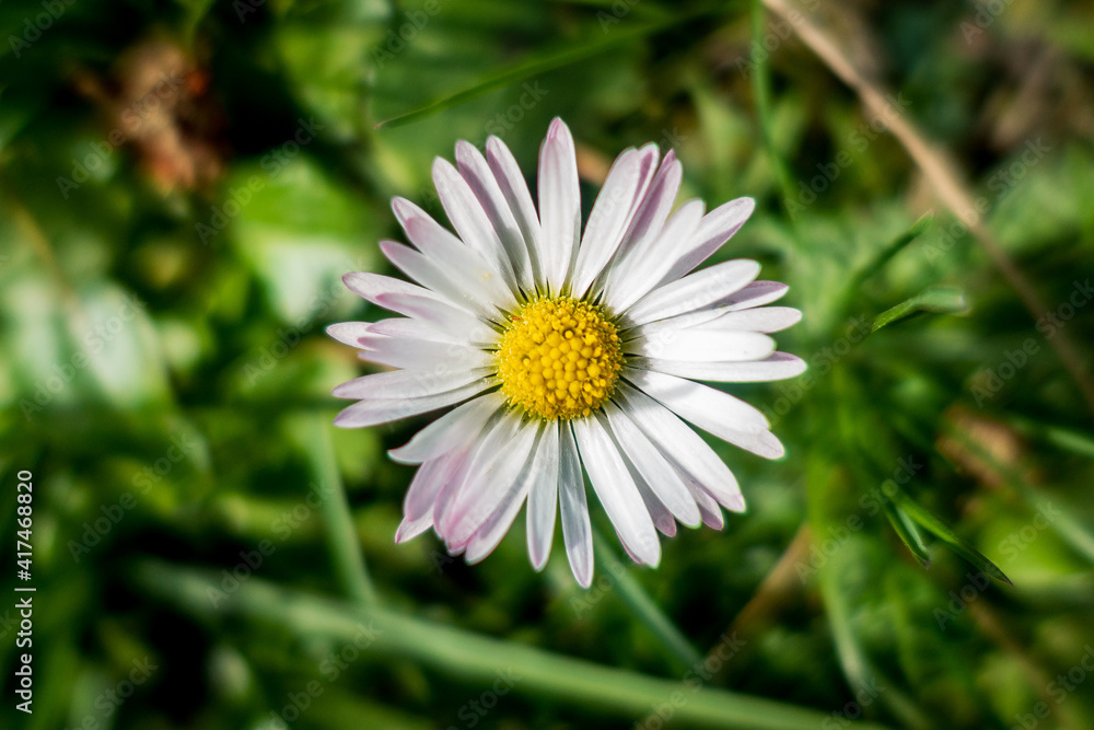 Obraz premium Common Daisy⎮Bellisperennis