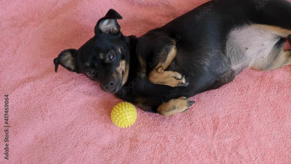 funny little black dog with a ball on the couch