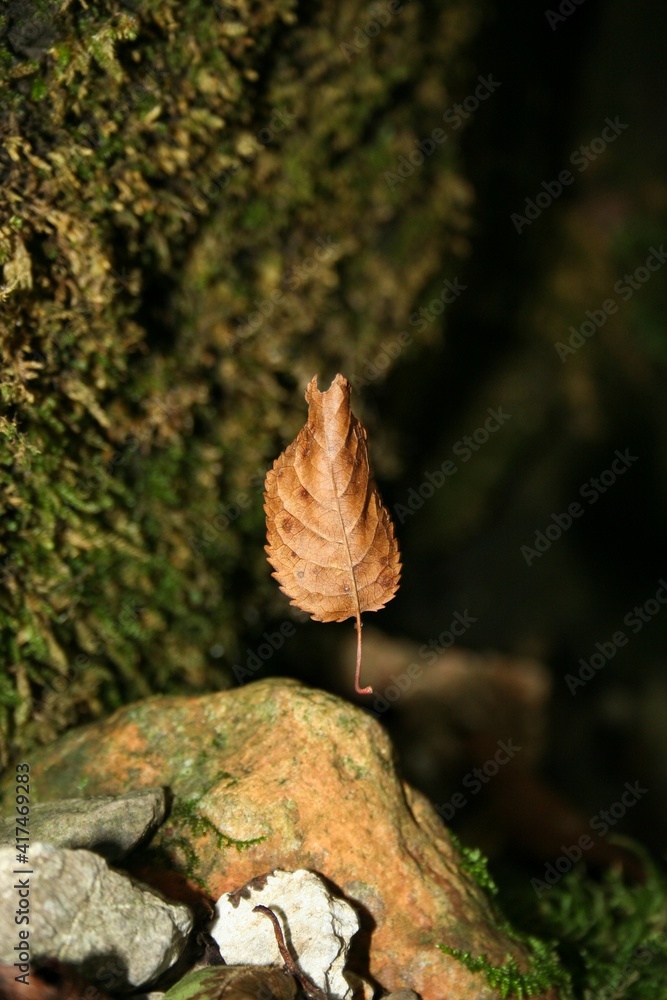 Floating leaf in the forest
