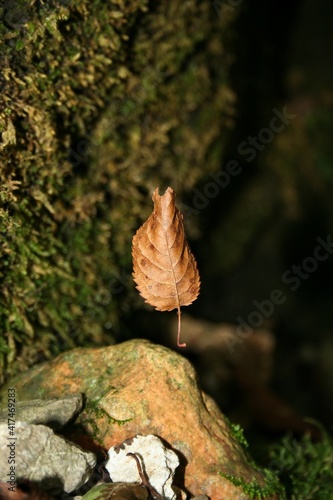 Floating leaf in the forest