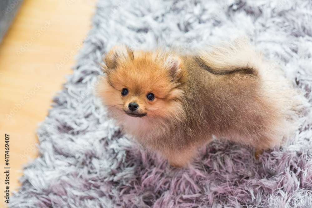 gray pomeranian puppies