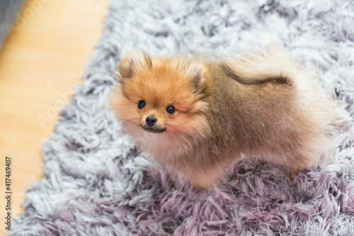 cute little puppy pomeranian dog orange sable, sitting a a grey floor carpet indoor