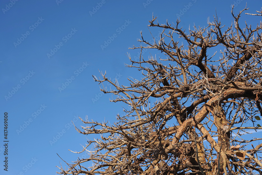 Low angle partial view of the crown of a bare tree under the blue winter sky in southern California Low angle partial view of the crown of a bare tree under the blue winter sky in southern California