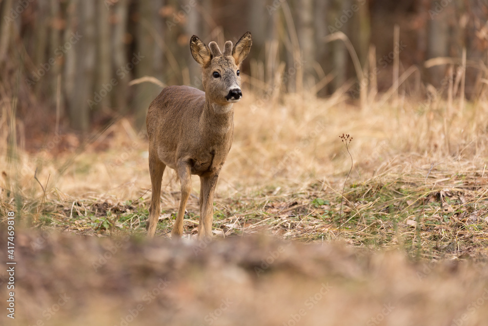 Roe deer (Capreolus, capreolus) stands on a mountain meadow. In the background is a pine forest. Wildlife scenery Roe deer (Capreolus, capreolus) stands on a mountain meadow. In the background is a pine forest. Wildlife scenery
