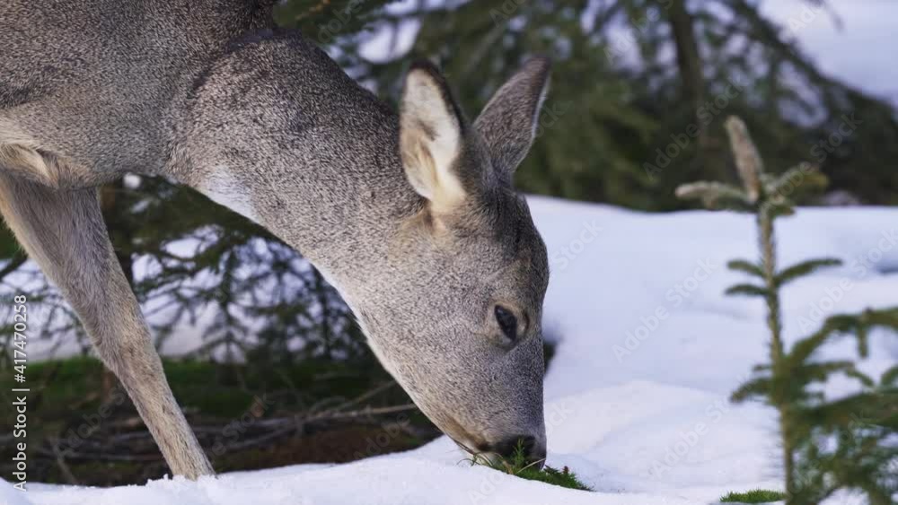 Roe deer in a snowy forest. Capreolus capreolus. Wild roe deer in winter nature. Roe deer in a snowy forest. Capreolus capreolus. Wild roe deer in winter nature.